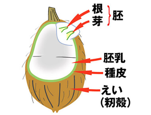 種籾の構造