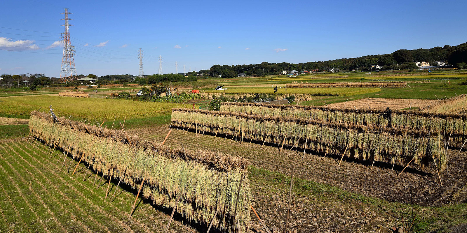 昔ながらの「稲架(はさ)掛け」