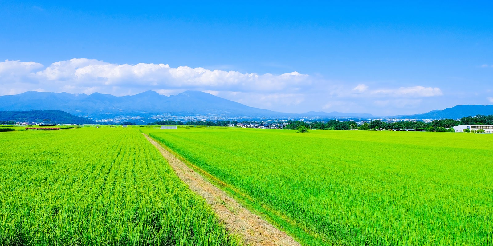 日照りと高温障害