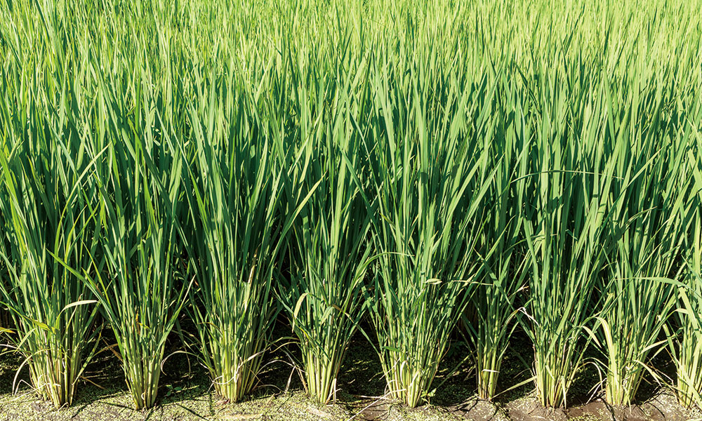 密度を調整された稲