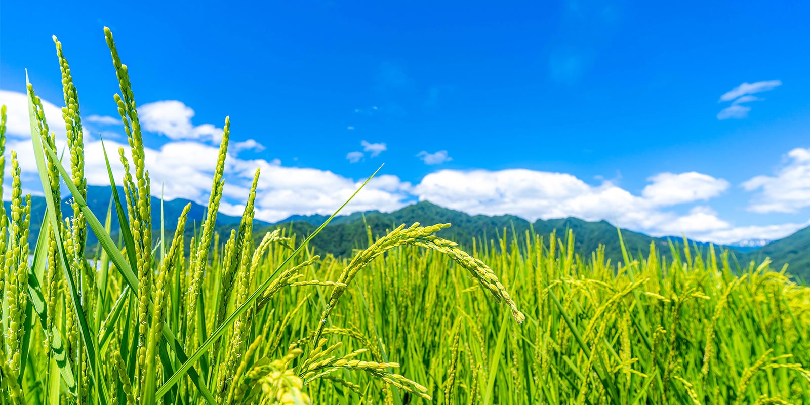 出穂(しゅっすい)と開花