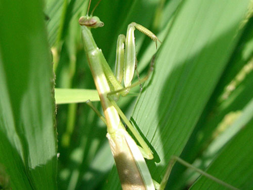 カマキリ