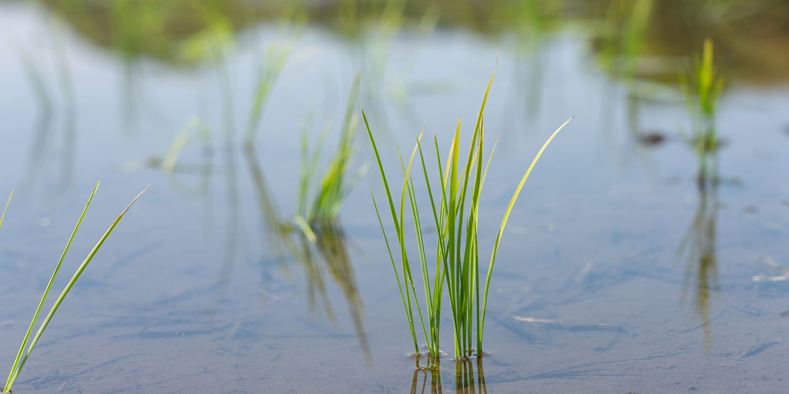 寒さから稲を守るための「深水管理」