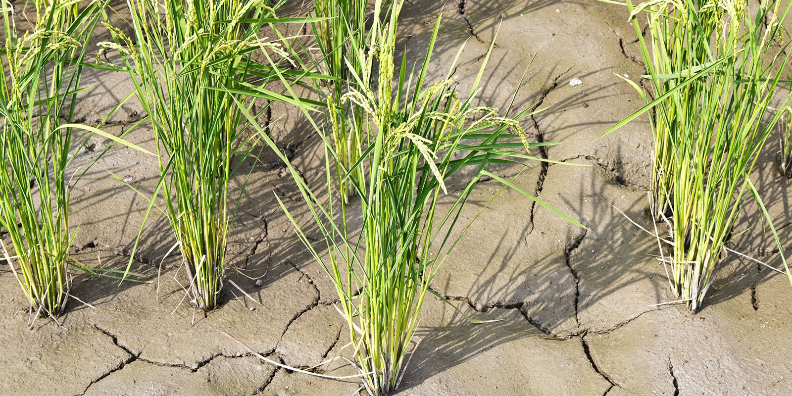 田んぼの水を抜く「落水」 | 田んぼの管理と被害対策 | お米ができるまで | クボタのたんぼ [学んで楽しい！たんぼの総合情報サイト]