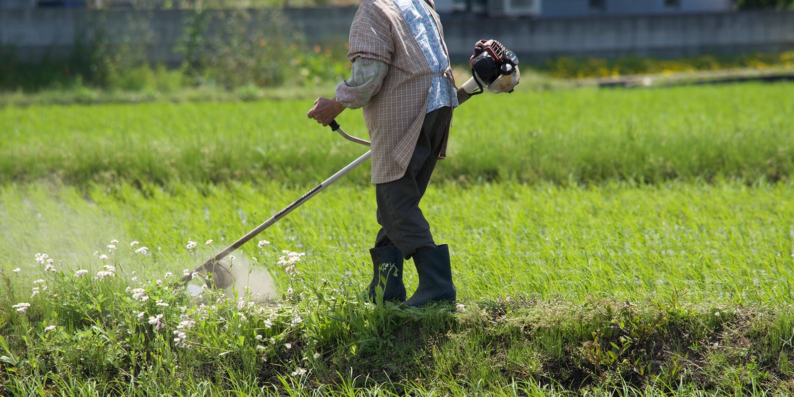 除草剤の散布と畦(あぜ)の草刈り