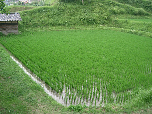 中耕除草の田んぼ