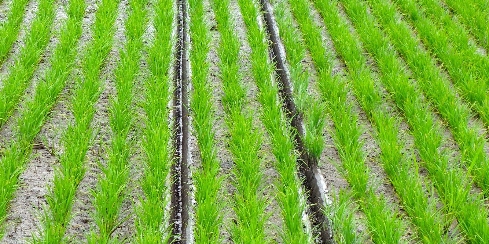 水の通路を作る「溝切り」