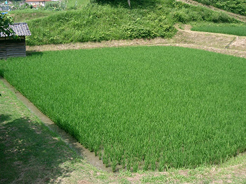 飽水状態の田んぼ