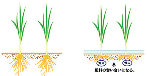 飽水状態の根の仕組み