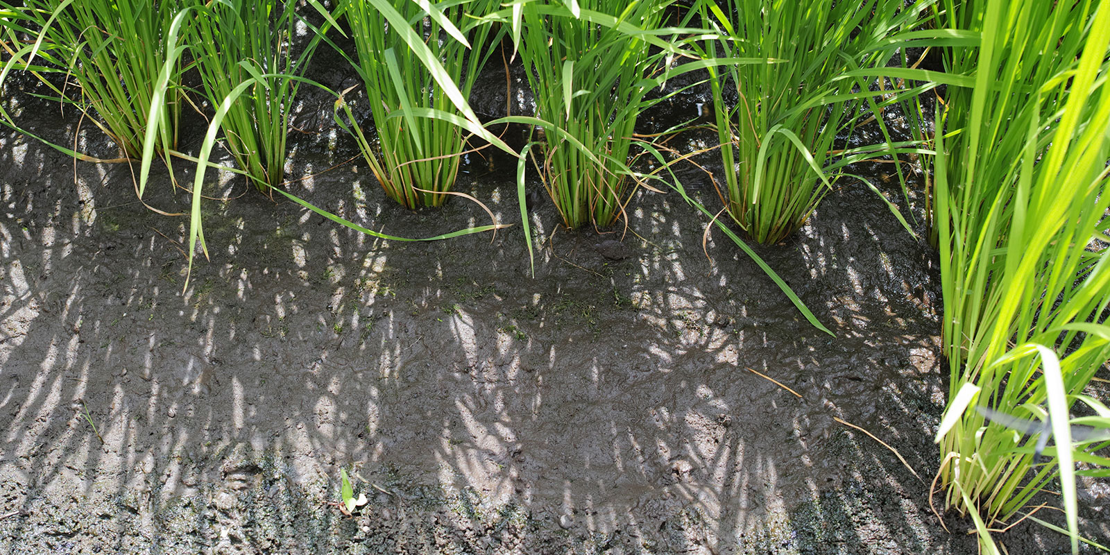 田んぼを飽水状態へ