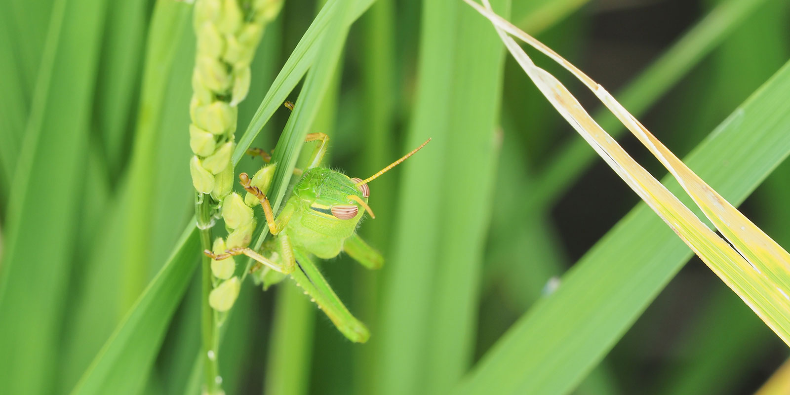 害虫と稲を守る昆虫