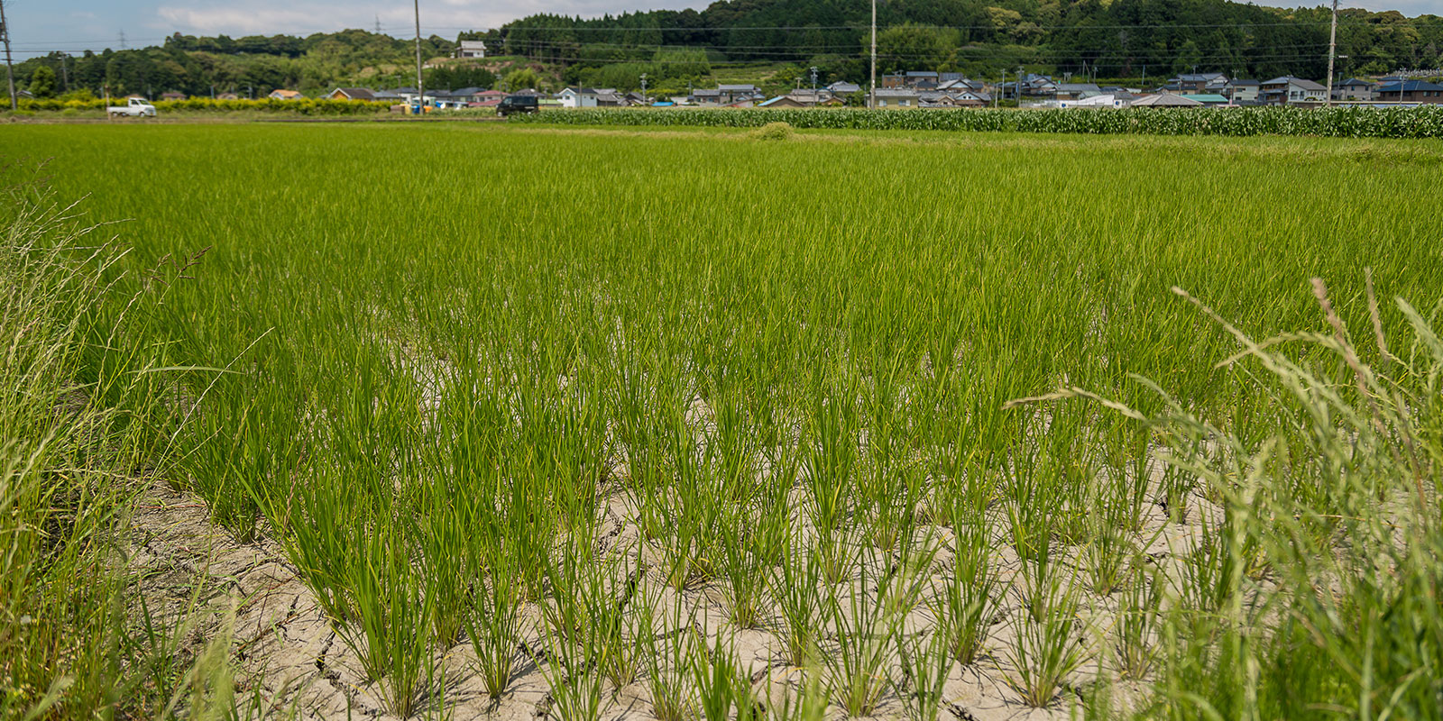 土を乾かす「中干し」