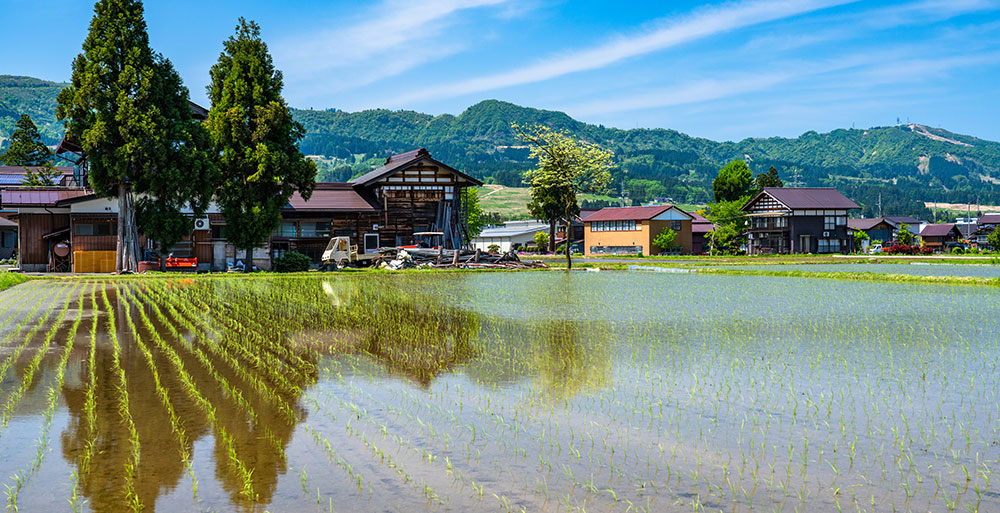 水を張った田んぼ