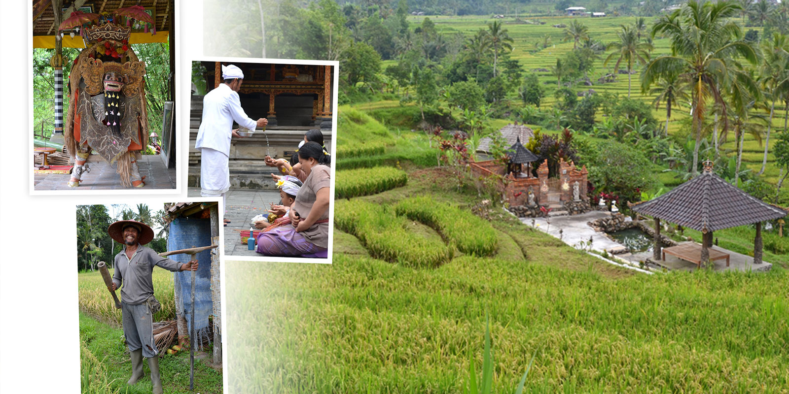 神と自然が調和する、バリ島の伝統的な米作り