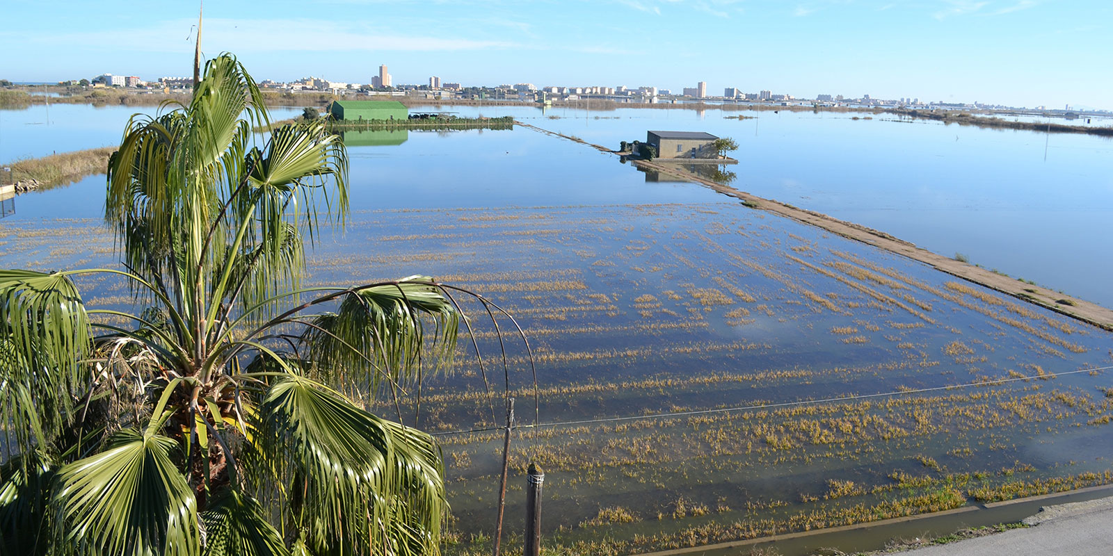 バレンシアの農家が語る「冬期湛水農法」の利点