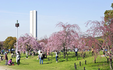 大仙公園